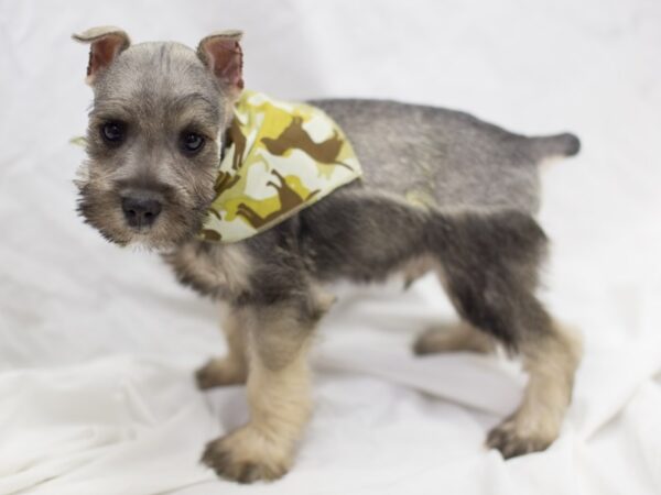 Miniature Schnauzer DOG Male Salt and Pepper 11042 Petland Wichita, Kansas