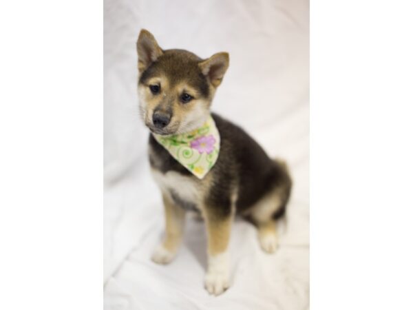 Shiba Inu DOG Female Black and Tan 11057 Petland Wichita, Kansas