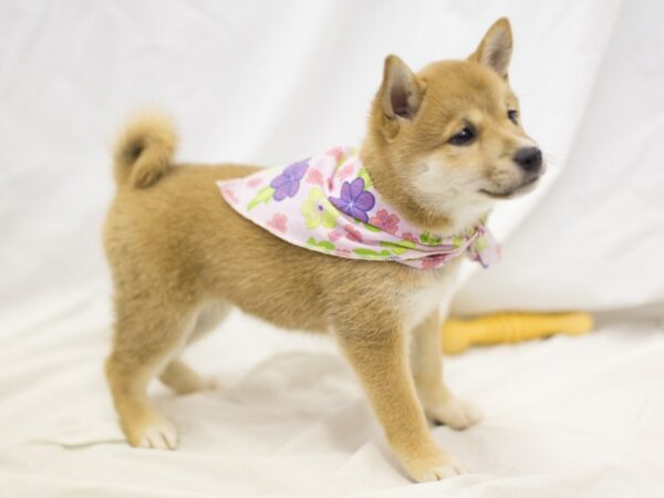 Shiba Inu DOG Female Sesame 11055 Petland Wichita, Kansas