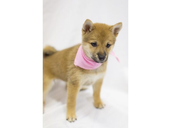 Shiba Inu DOG Female Sesame 11050 Petland Wichita, Kansas