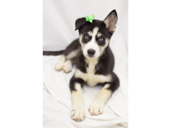 Siberian Husky DOG Female Black and White 11031 Petland Wichita, Kansas