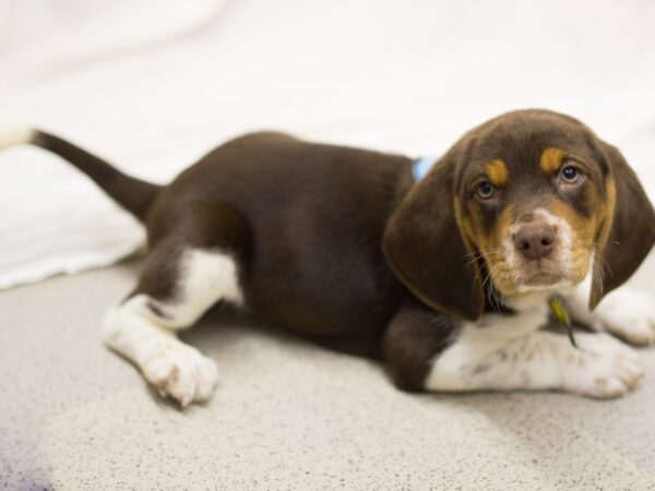 Beagle DOG Male Chocolate 11030 Petland Wichita, Kansas