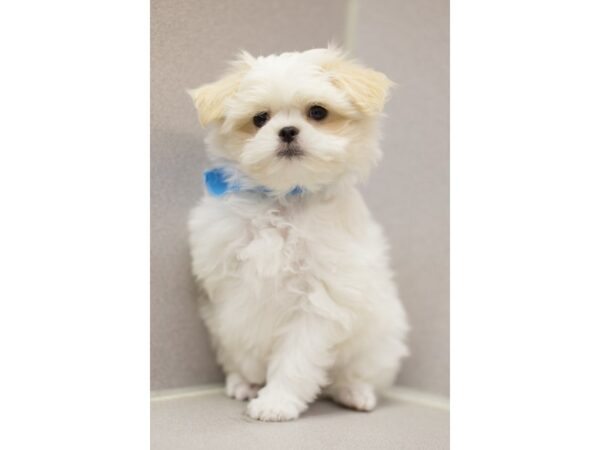 Maltese/Japanese Chin DOG Male White and Lemon 11013 Petland Wichita, Kansas