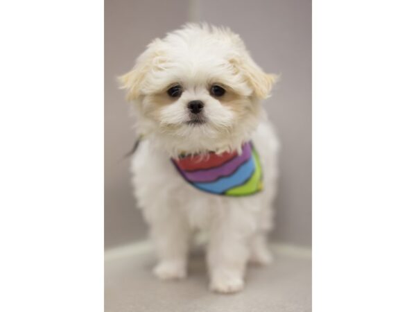 Maltese/Japanese Chin DOG Male White and Lemon 11012 Petland Wichita, Kansas