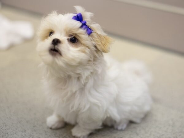 Bichon Frise/Japanese Chin DOG Female White and Lemon 11010 Petland Wichita, Kansas