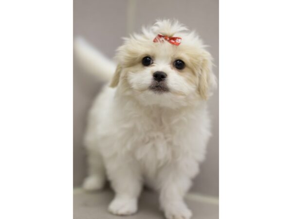 Bichon Frise/Japanese Chin-DOG-Female-White and Lemon-11009-Petland Wichita, Kansas