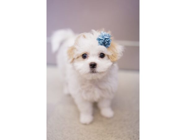 Bichon Frise/Japanese Chin-DOG-Female-White and Lemon-11011-Petland Wichita, Kansas