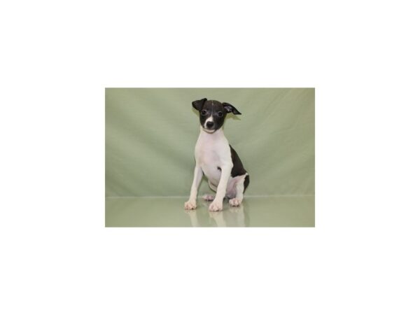 Italian Greyhound DOG Male Black 11149 Petland Wichita, Kansas