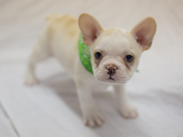 Frenchton DOG Female White with Cream Markings 11075 Petland Wichita, Kansas