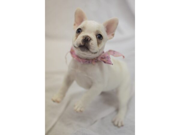 Frenchton DOG Female White with Cream Markings 11074 Petland Wichita, Kansas