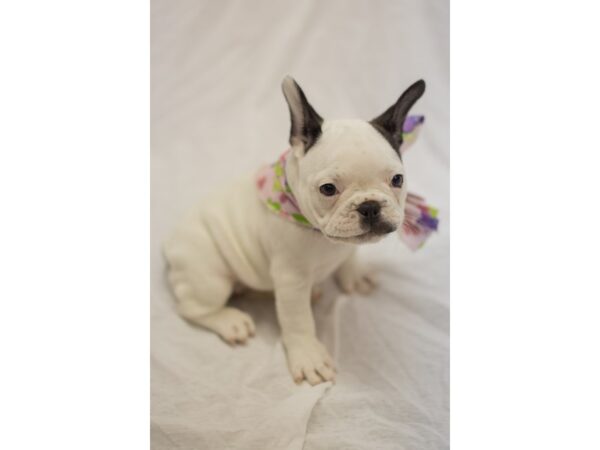 French Bulldog DOG Female White with Black Markings 11072 Petland Wichita, Kansas