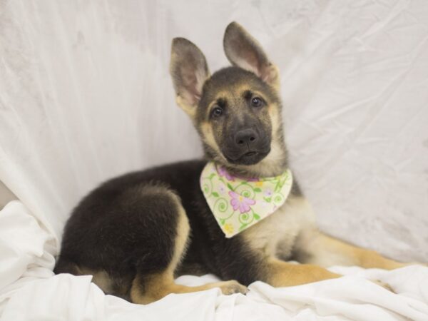 German Shepherd DOG Female Black and Tan 11090 Petland Wichita, Kansas