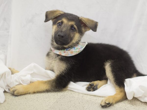 German Shepherd DOG Female Black and Tan 11089 Petland Wichita, Kansas