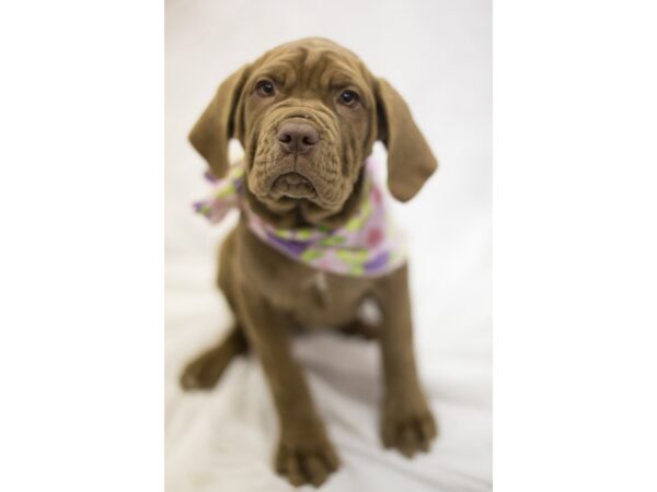 Neapolitan Mastiff-DOG-Female-Mahogany-11086-Petland Wichita, Kansas