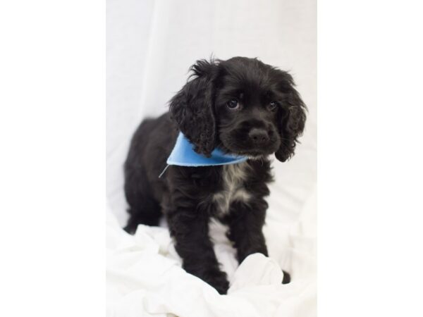 Cocker Spaniel DOG Male Black 11077 Petland Wichita, Kansas