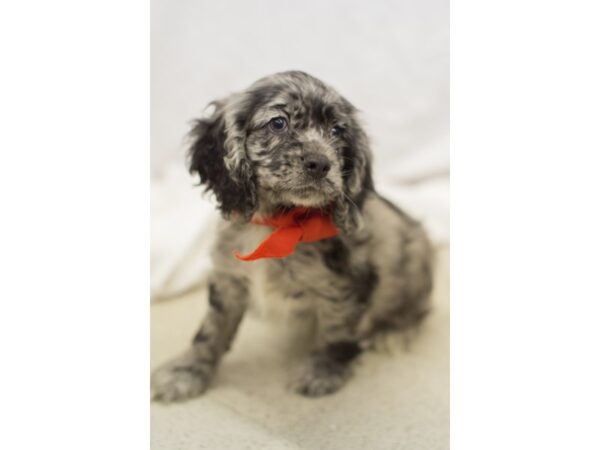 Cocker Spaniel-DOG-Male-Blue Merle-11076-Petland Wichita, Kansas
