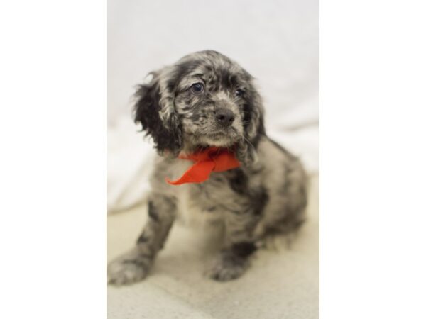 Cocker Spaniel DOG Male Blue Merle 11076 Petland Wichita, Kansas