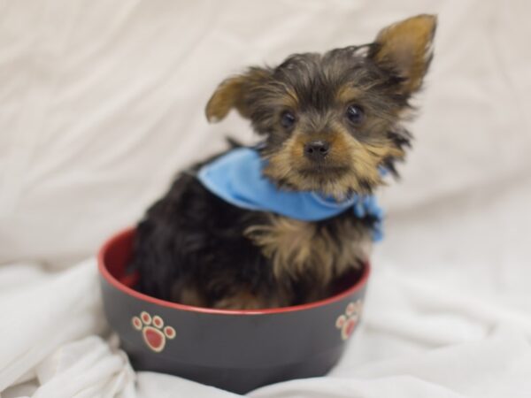 Yorkshire Terrier DOG Male Black and Tan 11080 Petland Wichita, Kansas