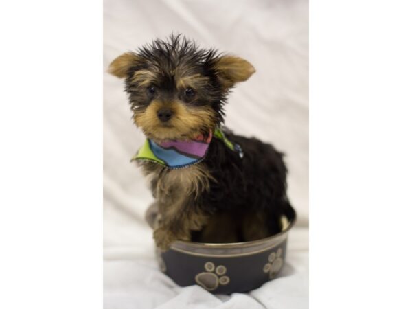 Yorkshire Terrier DOG Male Black and Tan 11081 Petland Wichita, Kansas