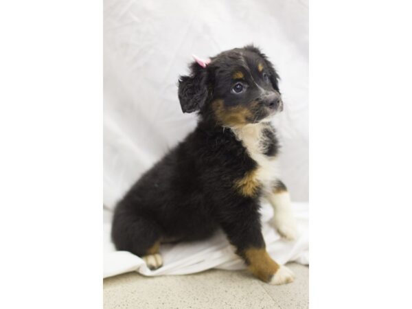 Miniature Australian Shepherd-DOG-Female-Black Tri-11100-Petland Wichita, Kansas