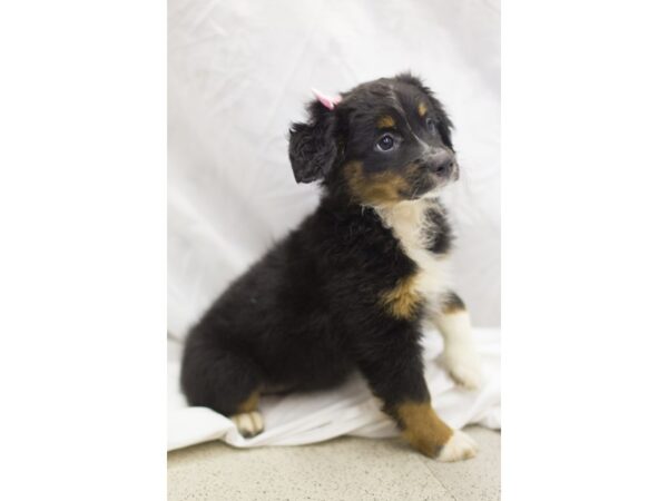 Miniature Australian Shepherd DOG Female Black Tri 11100 Petland Wichita, Kansas