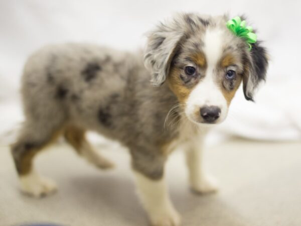 Miniature Australian Shepherd DOG Female Blue Merle 11099 Petland Wichita, Kansas