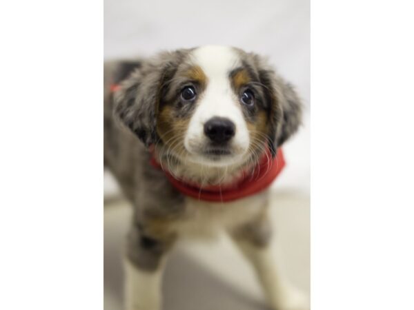 Miniature Australian Shepherd DOG Male Blue Merle 11098 Petland Wichita, Kansas