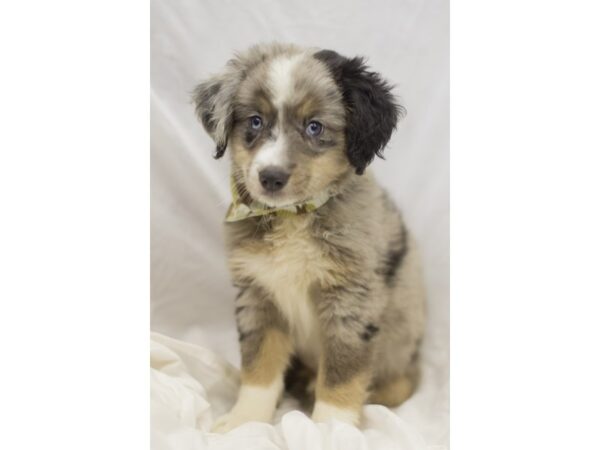 Miniature Australian Shepherd DOG Male Blue Merle 11097 Petland Wichita, Kansas