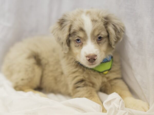 Miniature Australian Shepherd DOG Male Red Merle 11096 Petland Wichita, Kansas