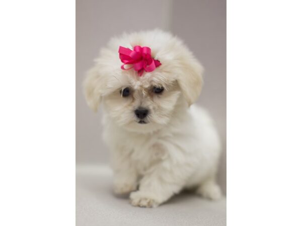 Coton Tzu DOG Female Sable and White 11094 Petland Wichita, Kansas