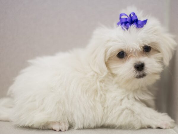 Coton Tzu DOG Female Sable and White 11093 Petland Wichita, Kansas