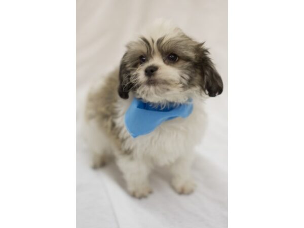 Coton Tzu-DOG-Male-Brown and White-11091-Petland Wichita, Kansas