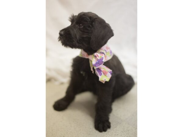 Giant Schnauzer DOG Female Black 11085 Petland Wichita, Kansas