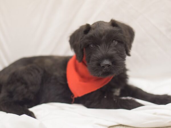 Giant Schnauzer DOG Male Black 11083 Petland Wichita, Kansas