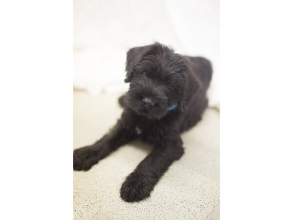 Giant Schnauzer DOG Male Black 11082 Petland Wichita, Kansas