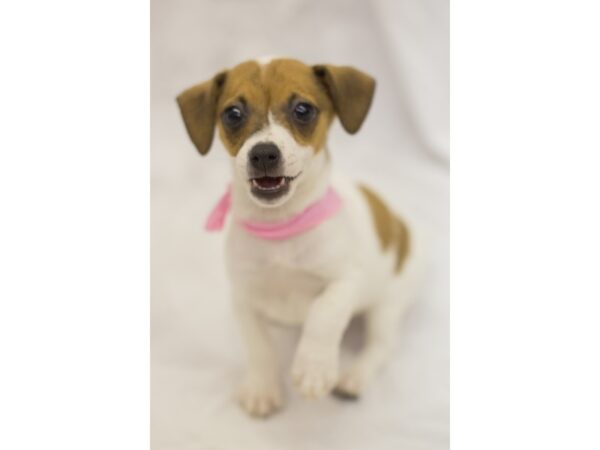 Jack Russell Terrier DOG Male White with Brown Markings 11079 Petland Wichita, Kansas