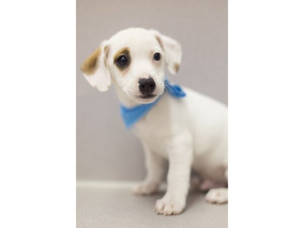 Jack Russell Terrier-DOG-Female-White with Brown Markings-11078-Petland Wichita, Kansas