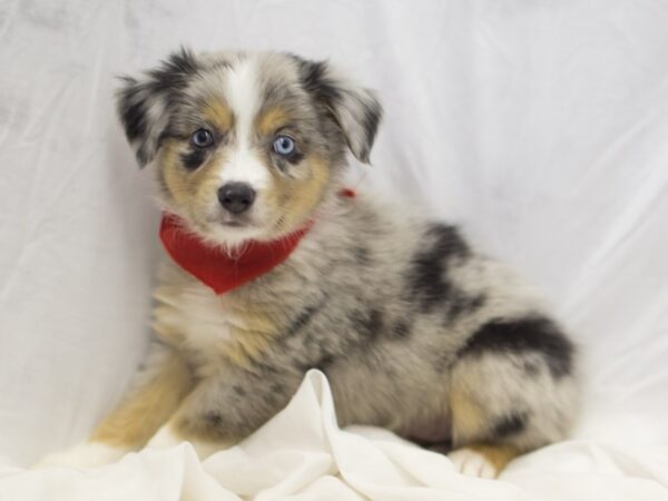 Miniature Australian Shepherd/Australian Shepherd-DOG-Male-Blue Merle-11064-Petland Wichita, Kansas