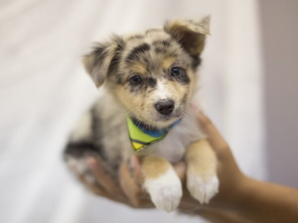 Miniature Australian Shepherd/Australian Shepherd DOG Male Blue Merle 11066 Petland Wichita, Kansas