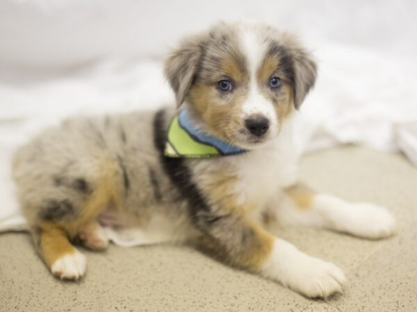 Miniature Australian Shepherd/Australian Shepherd-DOG-Male-Blue Merle-11067-Petland Wichita, Kansas