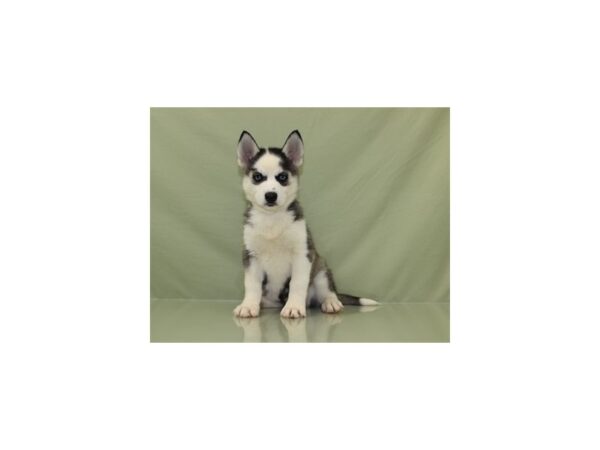 Siberian Husky-DOG-Female-Black Grey and White-11174-Petland Wichita, Kansas