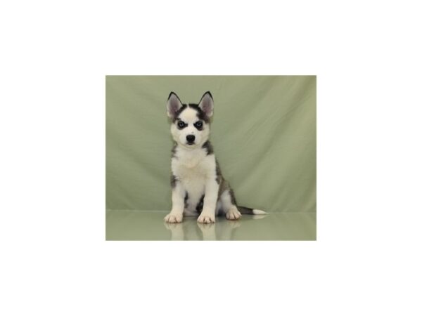 Siberian Husky DOG Female Black Grey and White 11174 Petland Wichita, Kansas