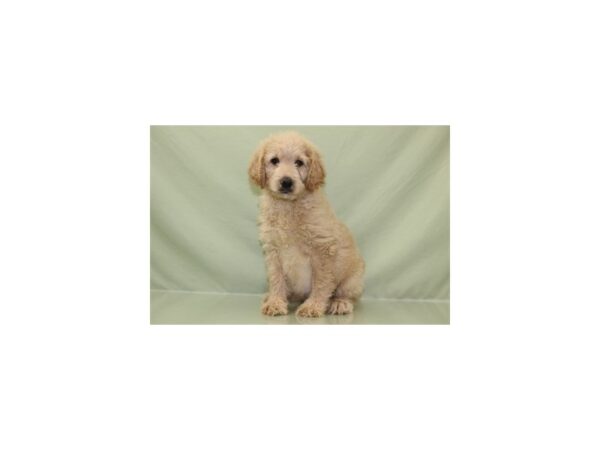 Goldendoodle DOG Female Golden 11220 Petland Wichita, Kansas