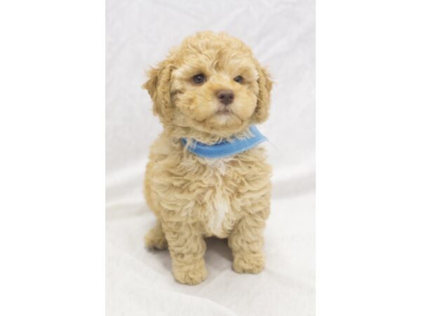 Toy Cockapoo-DOG-Male-Apricot-11101-Petland Wichita, Kansas