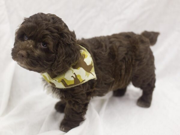 Toy Cockapoo-DOG-Male-Chocolate-11102-Petland Wichita, Kansas