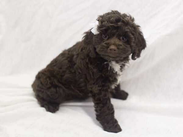 Toy Cockapoo DOG Female Chocolate 11103 Petland Wichita, Kansas