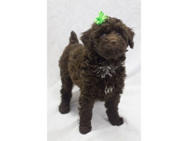 Toy Cockapoo DOG Female Chocolate 11104 Petland Wichita, Kansas