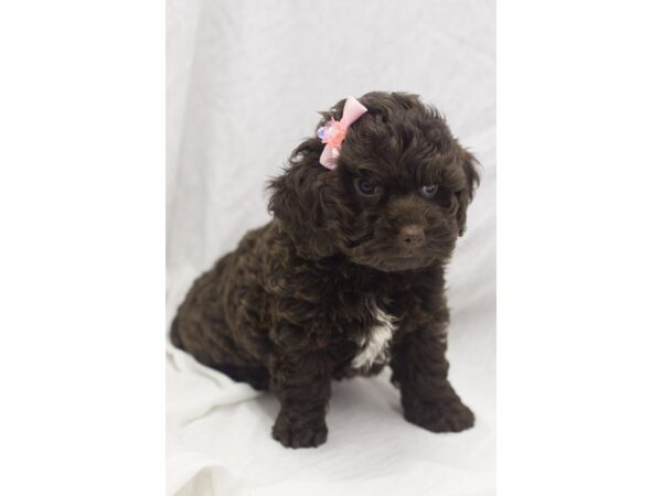 Toy Cockapoo DOG Female Chocolate 11105 Petland Wichita, Kansas