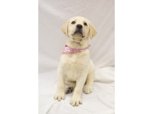 English Labrador Retriever DOG Female Yellow 11108 Petland Wichita, Kansas