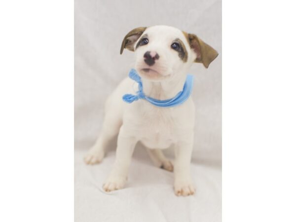 Jack Russell Terrier-DOG-Male-White with Brown Markings-11114-Petland Wichita, Kansas